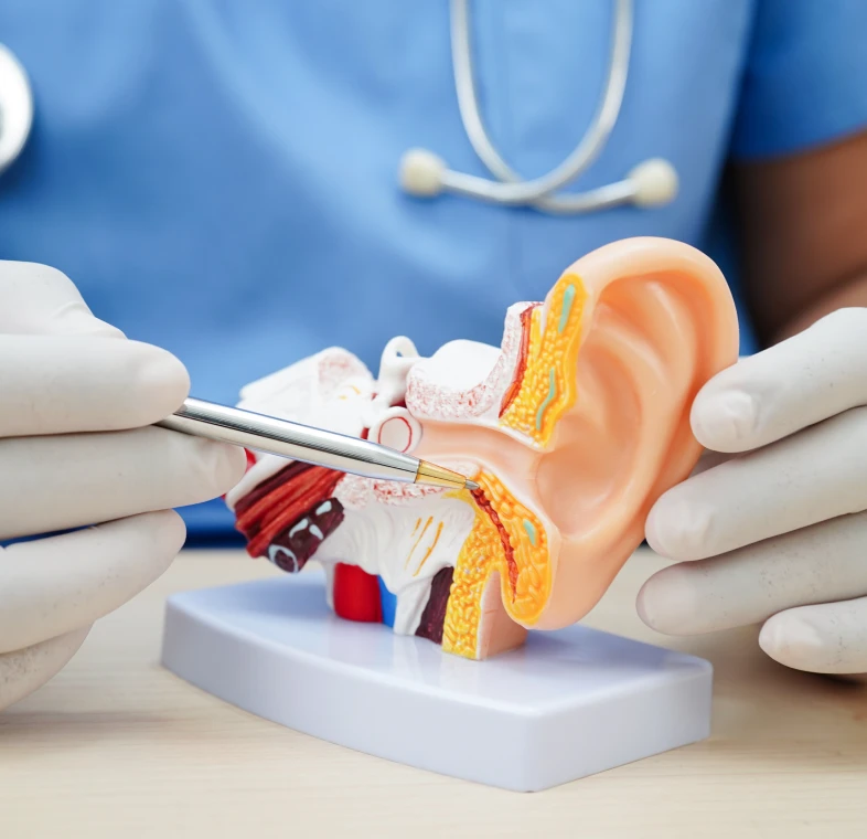 Doctor examining ear model with tweezers.